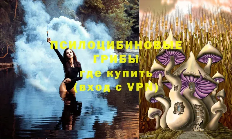 Галлюциногенные грибы Psilocybine cubensis  Мурино 